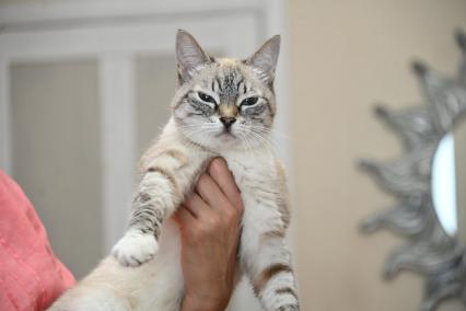 Кошка