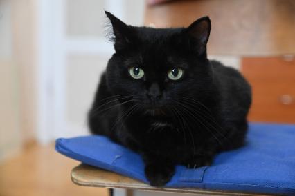 Кошка