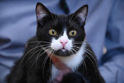 Кошка