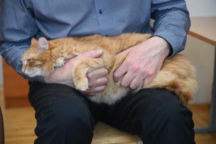 Кошка