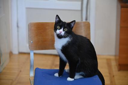 Кошка