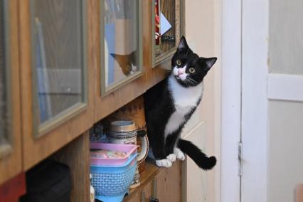Кошка