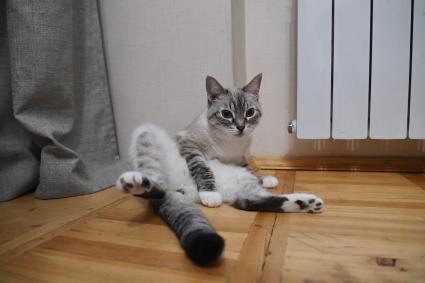 Кошка