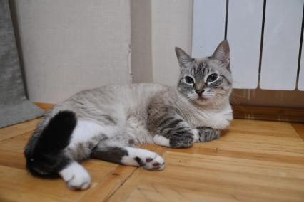 Кошка