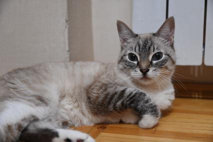 Кошка