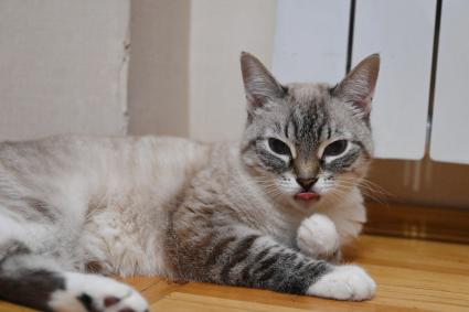 Кошка