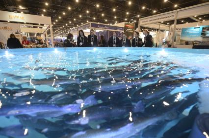 Международный рыбопромышленный форум и выставка Seefood Expo Russia в Санкт-Петербурге