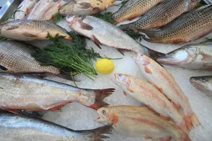 Международный рыбопромышленный форум и выставка Seefood Expo Russia в Санкт-Петербурге