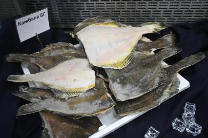 Международный рыбопромышленный форум и выставка Seefood Expo Russia в Санкт-Петербурге