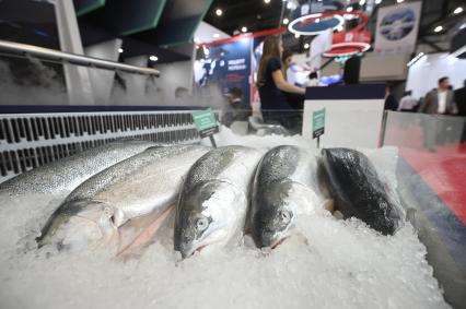 Международный рыбопромышленный форум и выставка Seefood Expo Russia в Санкт-Петербурге