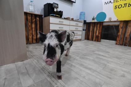 Антикафе с минипигами для взрослых и детей Minipig