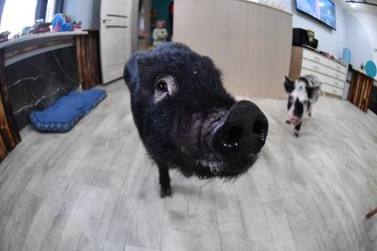 Антикафе с минипигами для взрослых и детей Minipig