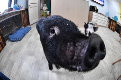 Антикафе с минипигами для взрослых и детей Minipig
