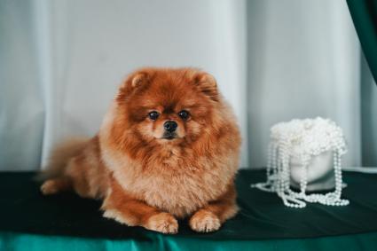 Померанский шпиц