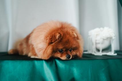 Померанский шпиц