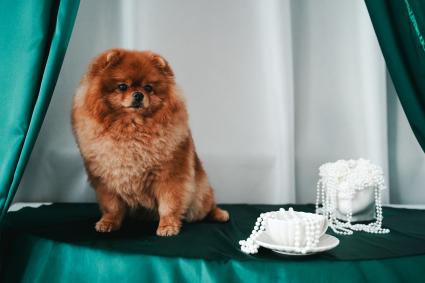 Померанский шпиц