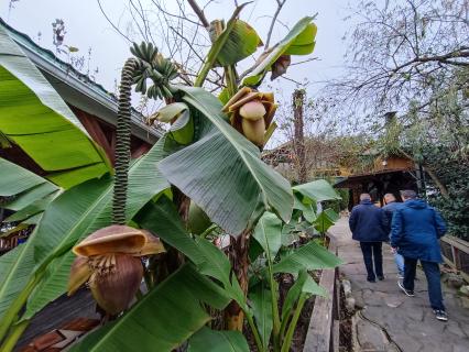 В Сочи разбивают плантации для выращивания экзотических фруктов