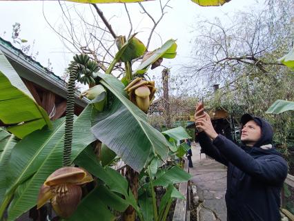В Сочи разбивают плантации для выращивания экзотических фруктов