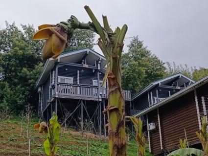 В Сочи разбивают плантации для выращивания экзотических фруктов