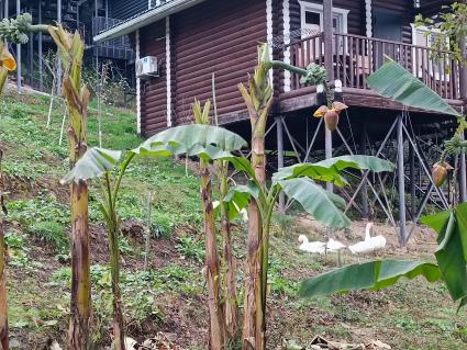 В Сочи разбивают плантации для выращивания экзотических фруктов