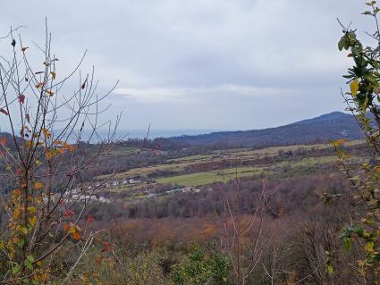 В Сочи разбивают плантации для выращивания экзотических фруктов