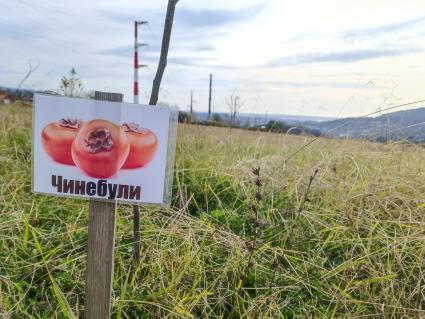 В Сочи разбивают плантации для выращивания экзотических фруктов