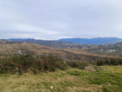 В Сочи разбивают плантации для выращивания экзотических фруктов