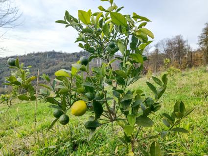 В Сочи разбивают плантации для выращивания экзотических фруктов