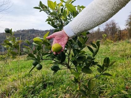 В Сочи разбивают плантации для выращивания экзотических фруктов