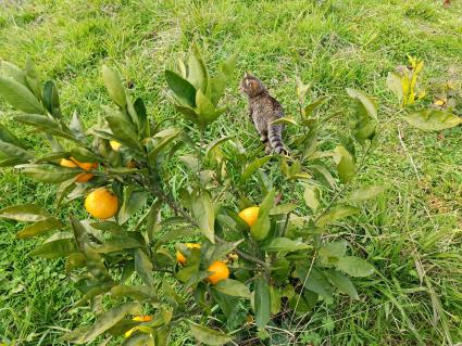 В Сочи разбивают плантации для выращивания экзотических фруктов