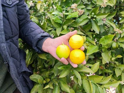 В Сочи разбивают плантации для выращивания экзотических фруктов