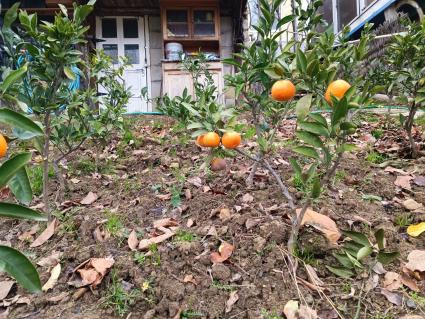 В Сочи разбивают плантации для выращивания экзотических фруктов