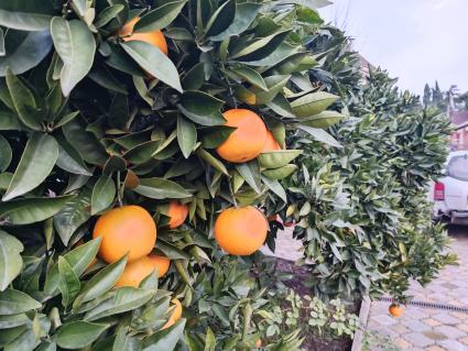 В Сочи разбивают плантации для выращивания экзотических фруктов