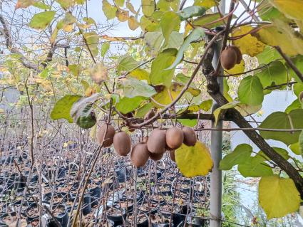 В Сочи разбивают плантации для выращивания экзотических фруктов