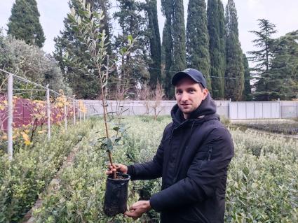 В Сочи разбивают плантации для выращивания экзотических фруктов