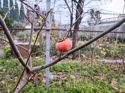 В Сочи разбивают плантации для выращивания экзотических фруктов