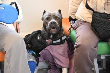 Девушки с собаками в электричке