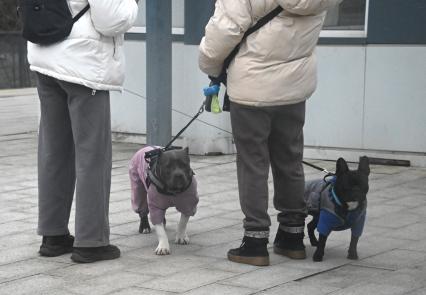 Девушки с собаками