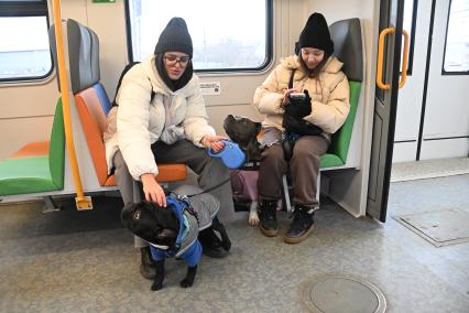 Девушки с собаками в электричке