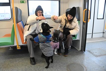 Девушки с собаками в электричке