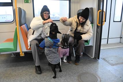 Девушки с собаками в электричке