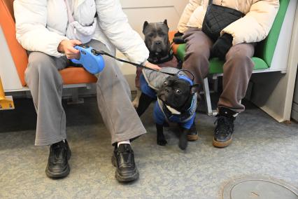 Девушки с собаками в электричке