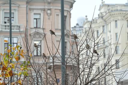 Повседневная жизнь Москвы