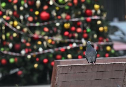 Предновогодняя Москва