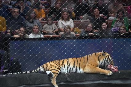 Открытая репетиция в Большом Московском цирке
