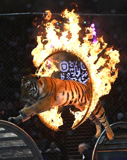 Открытая репетиция в Большом Московском цирке