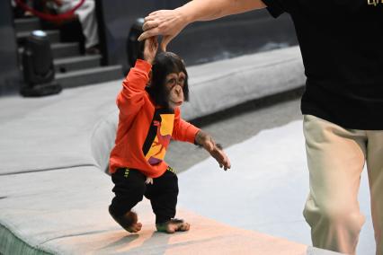 Открытая репетиция в Большом Московском цирке