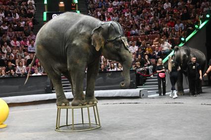 Открытая репетиция в Большом Московском цирке