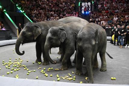 Открытая репетиция в Большом Московском цирке