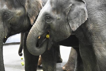 Открытая репетиция в Большом Московском цирке